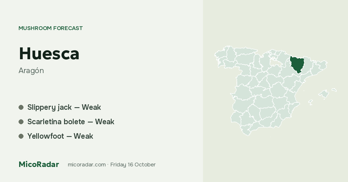 Today’s mushroom forecast: Huesca