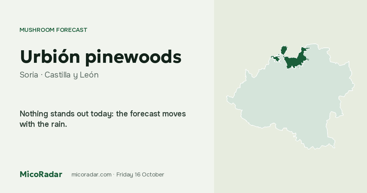 Today’s mushroom forecast: Urbión pinewoods