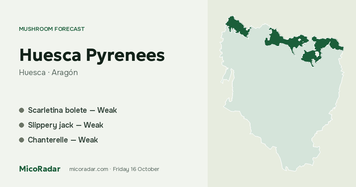 Today’s mushroom forecast: Huesca Pyrenees