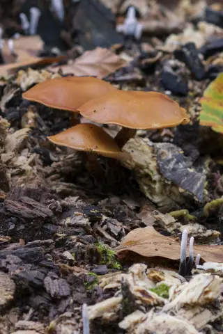 Galerina marginata