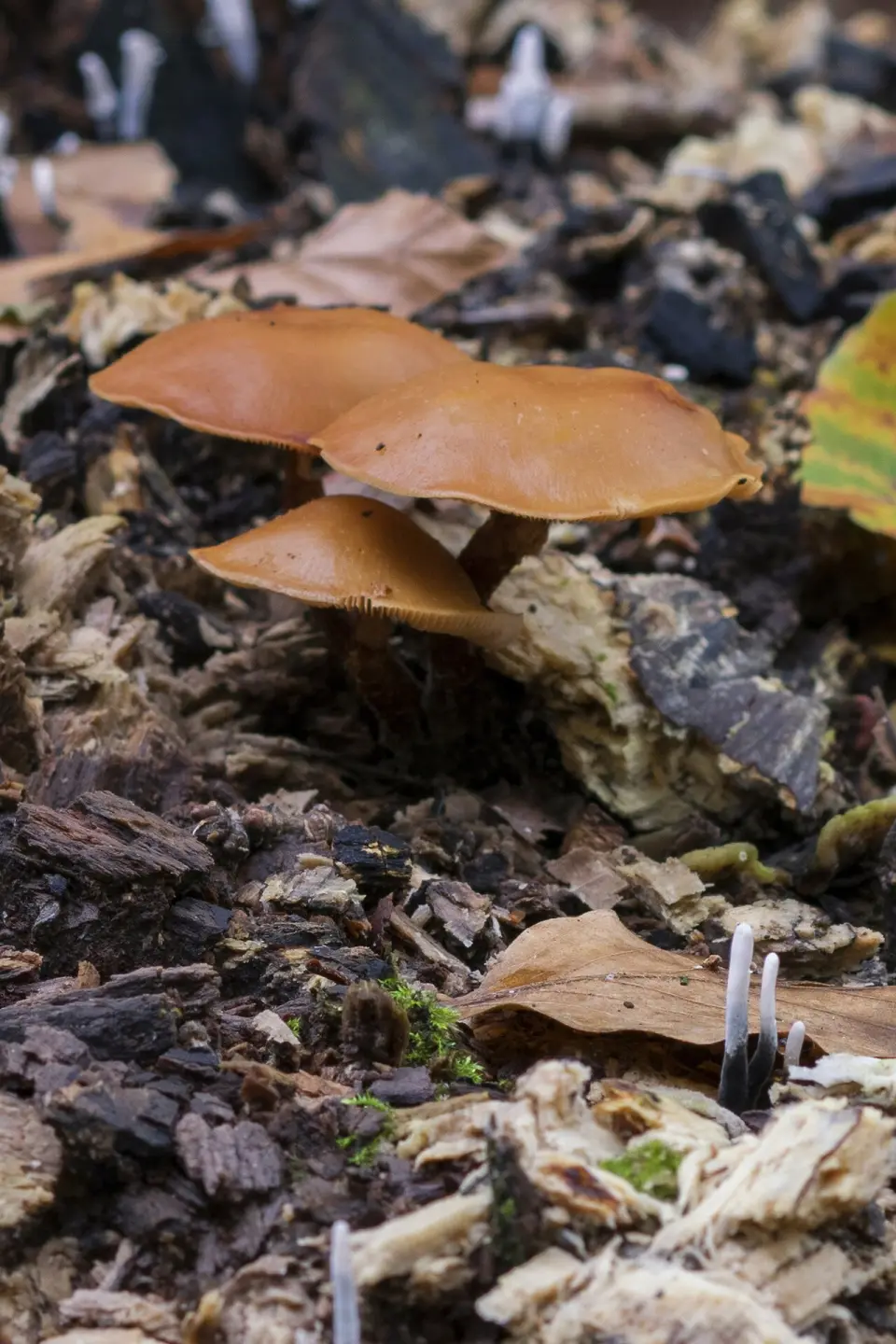 Galerina metzinosa