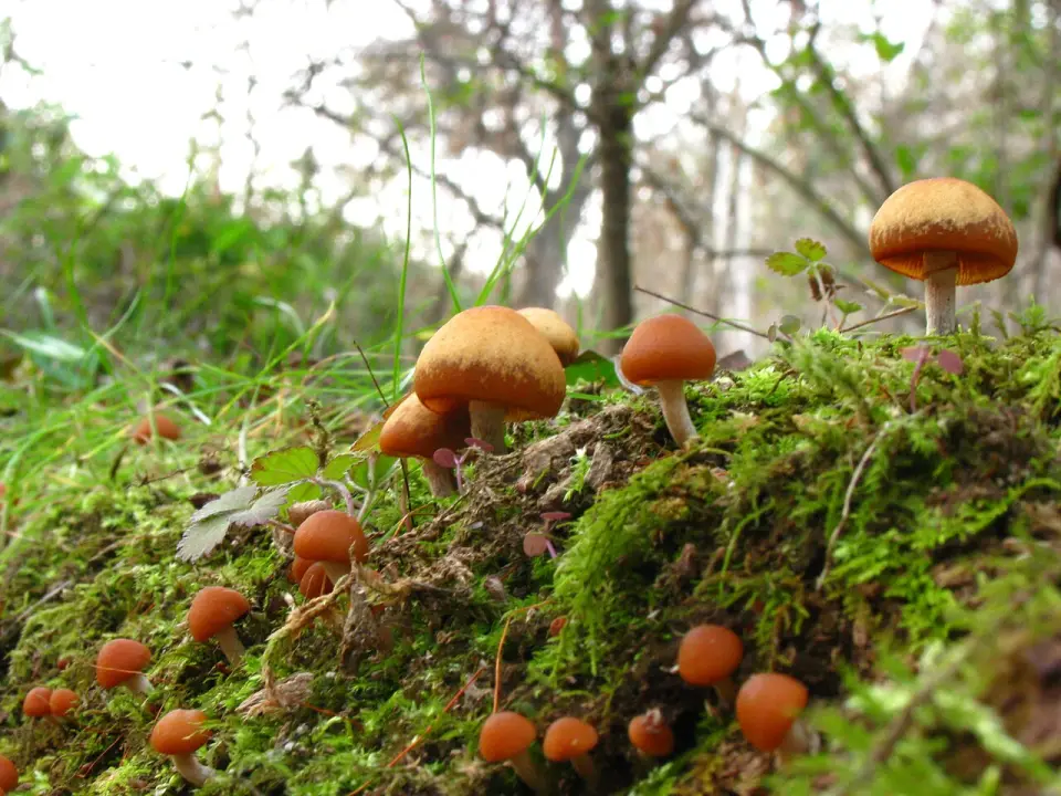 Galerina metzinosa