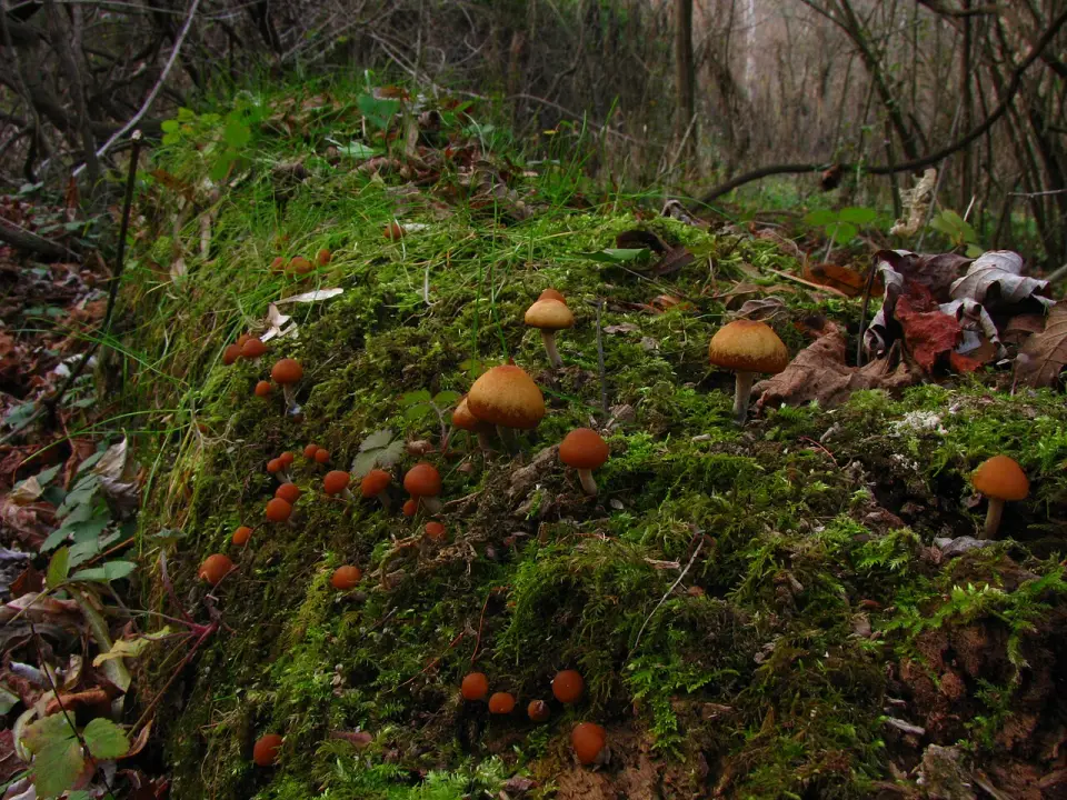 Galerina metzinosa