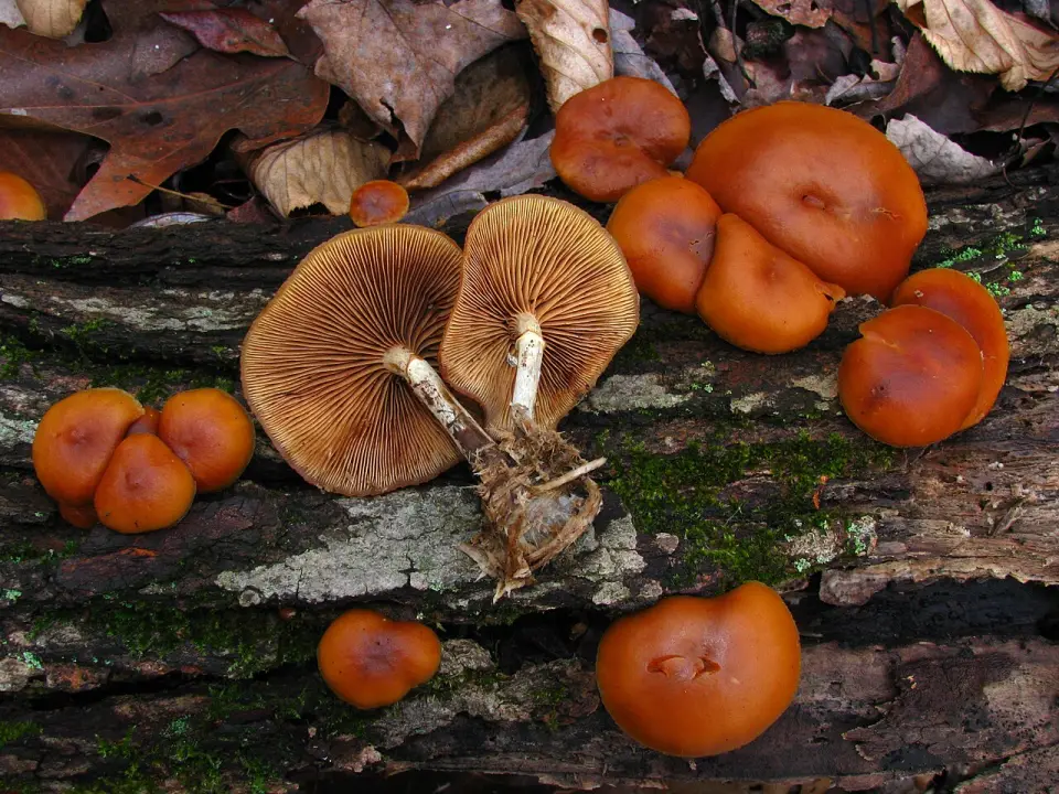 Galerina metzinosa