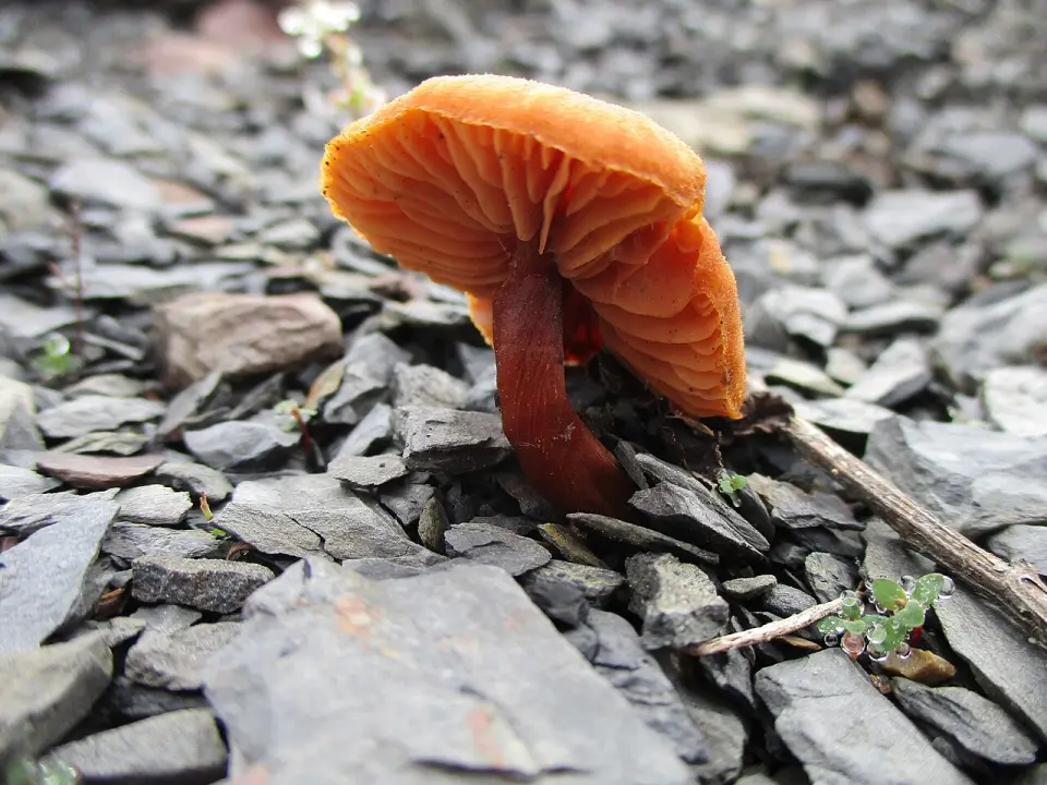 Galerina metzinosa