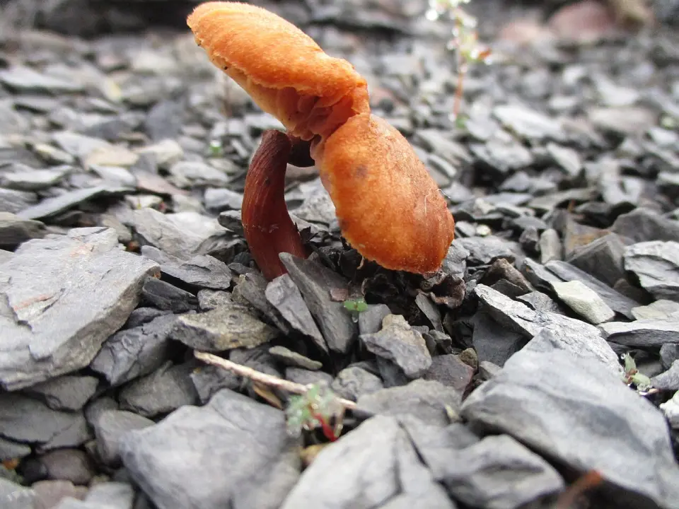 Galerina metzinosa