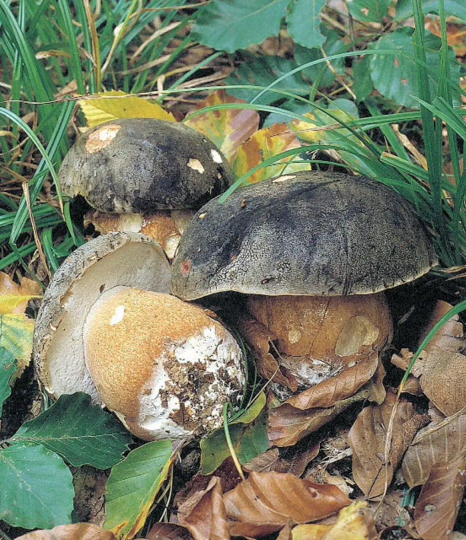 Cep negre
