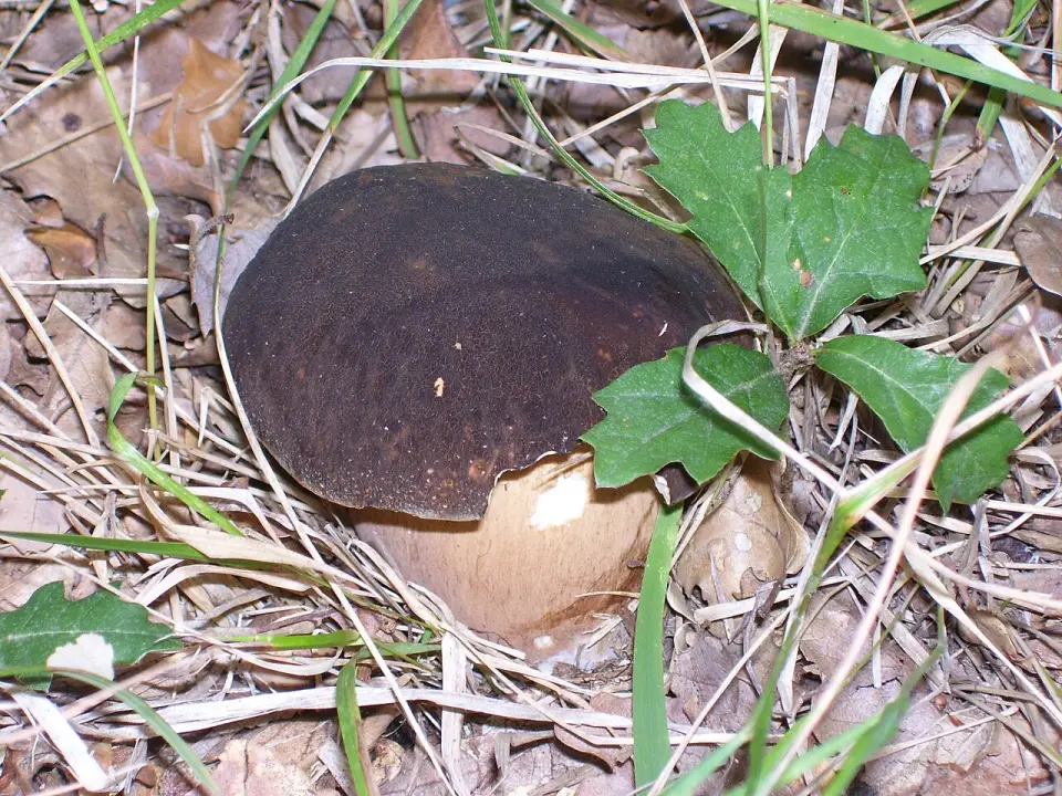 Cep negre
