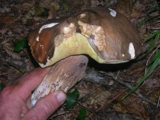 Cep negre