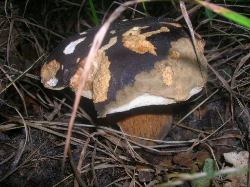 Cep negre