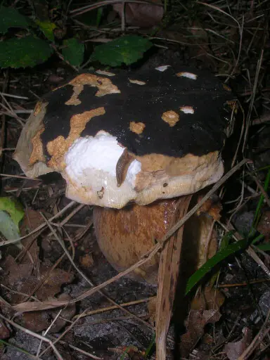 Cep negre