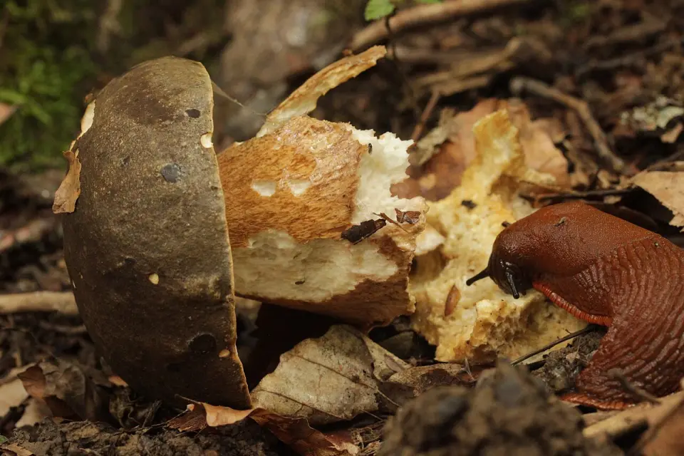Cep negre