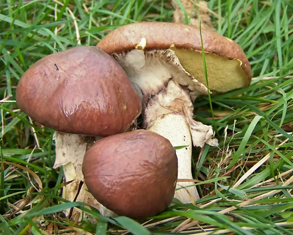 Molleric calçat