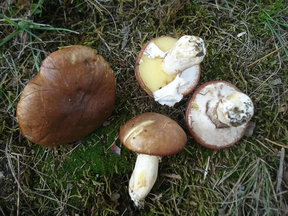 Molleric calçat