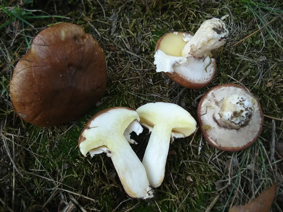 Molleric calçat