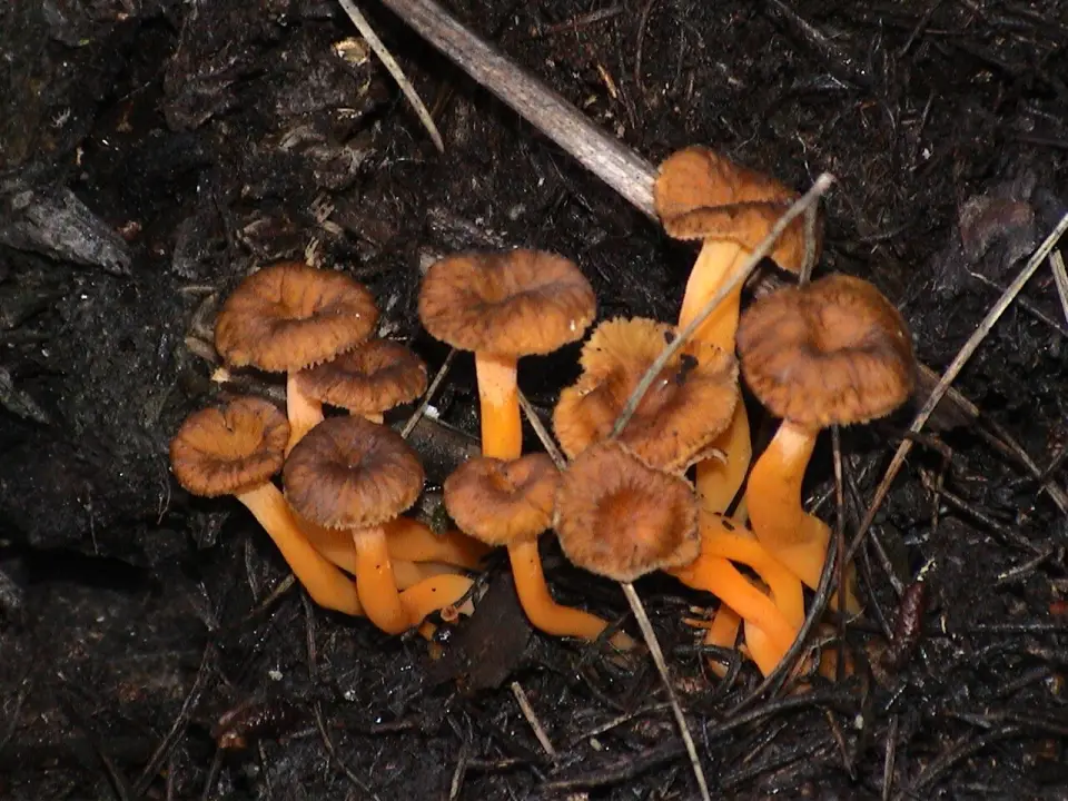 Camagroc