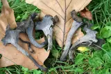 Craterellus cornucopioides