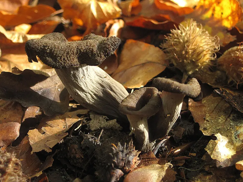 Horn of plenty