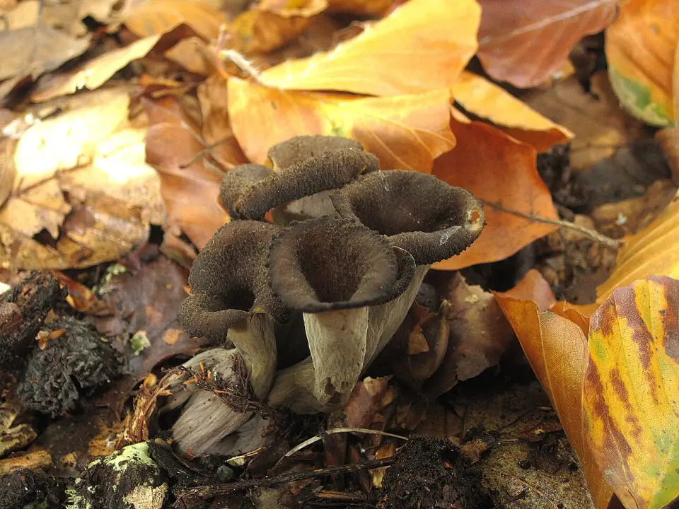 Horn of plenty