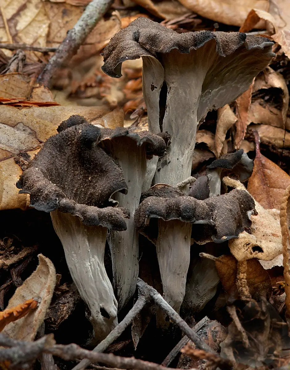 Horn of plenty