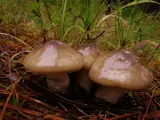 Hygrophorus latitabundus