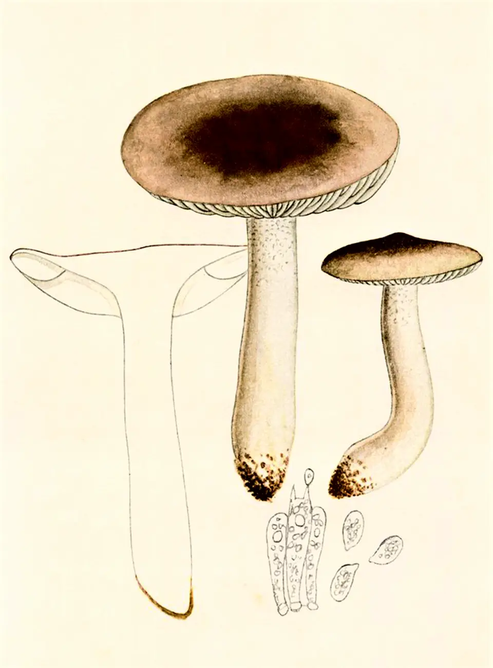 Llenega negra