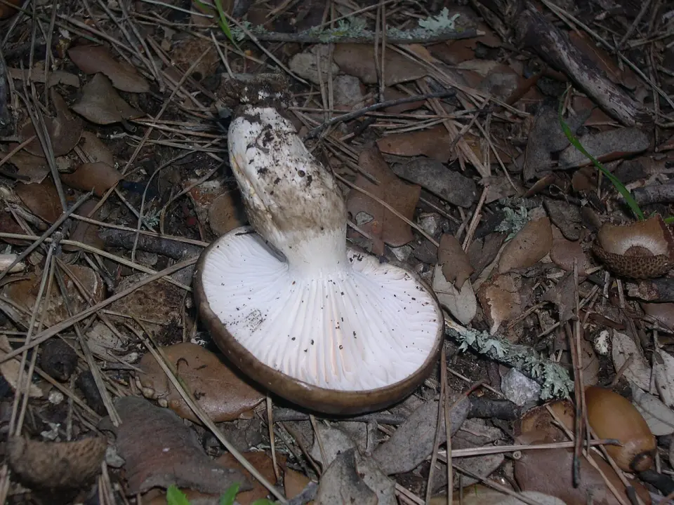 Llenega negra