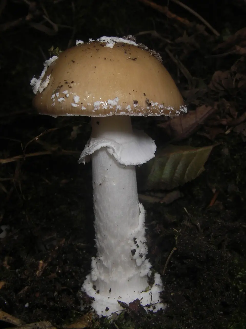 Pixacà