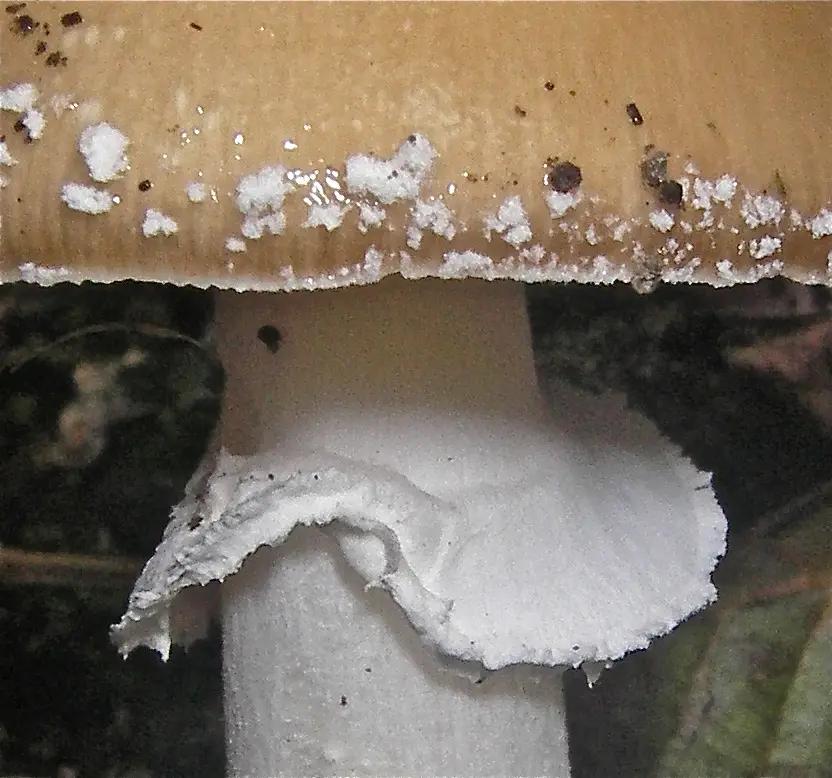 Pixacà