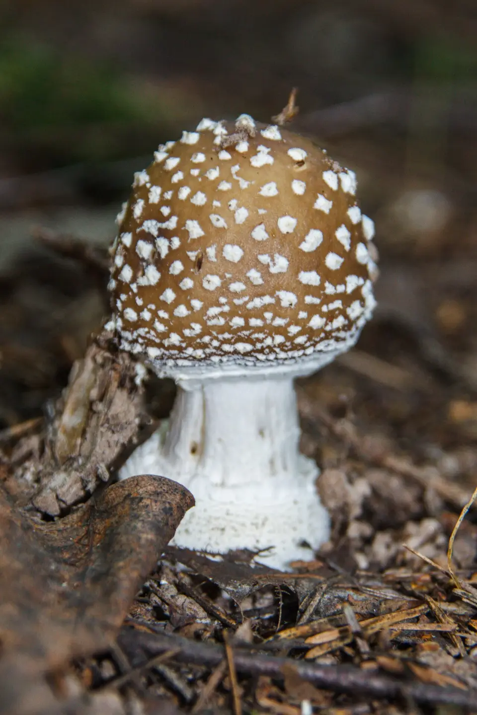 Pixacà
