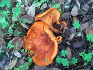 Omphalotus olearius