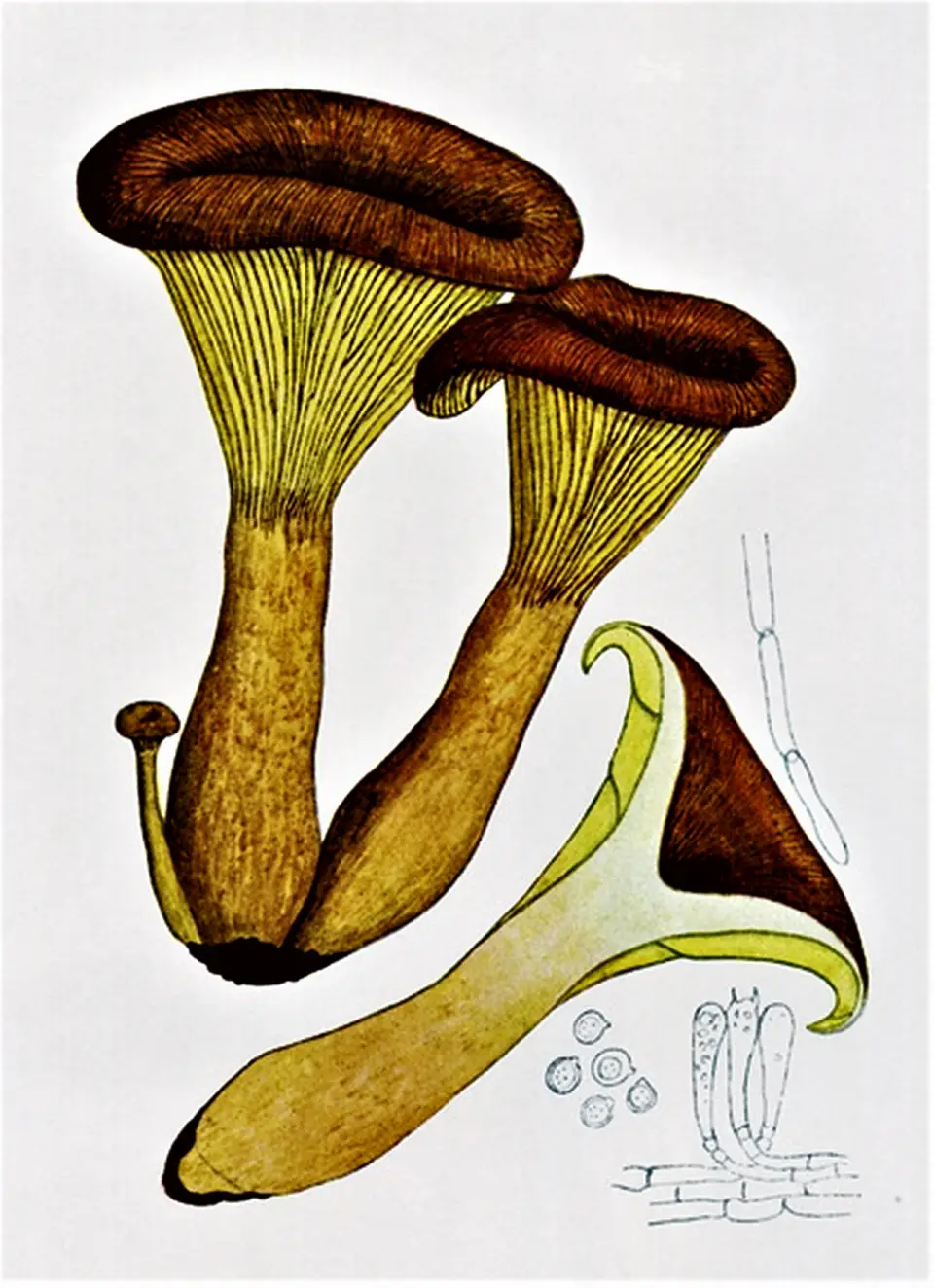 Bolet d'oliu