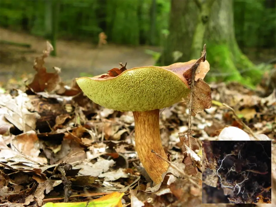 Sigró bai