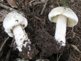 Inocybe erubescens