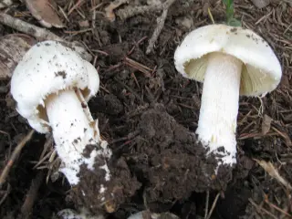 Inocybe erubescens