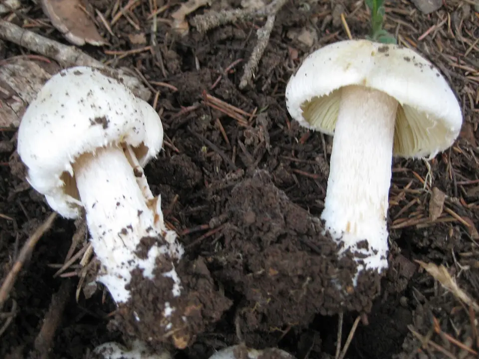 Inocibe de Patouillard