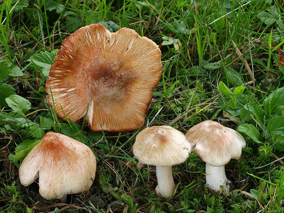 Inocibe de Patouillard
