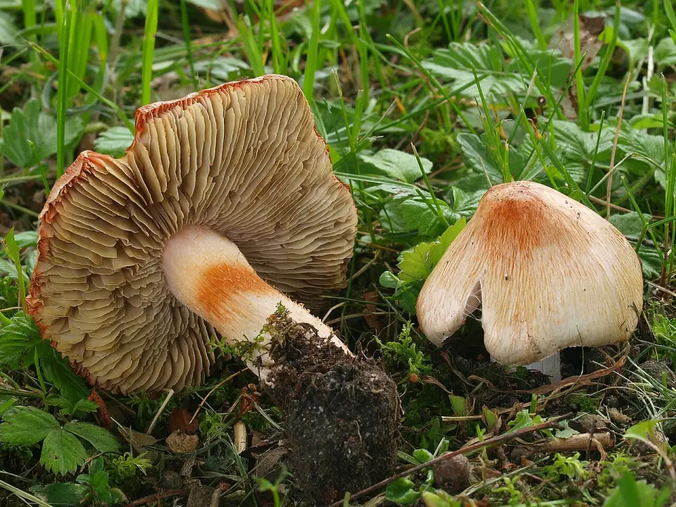 Inocibe de Patouillard