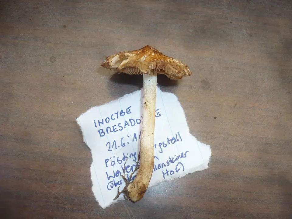Inocibe de Patouillard