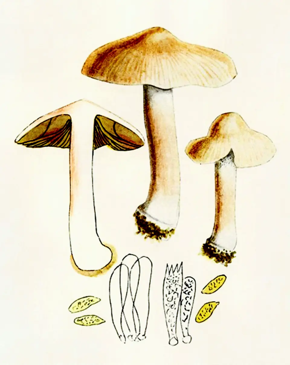 Inocibe de Patouillard