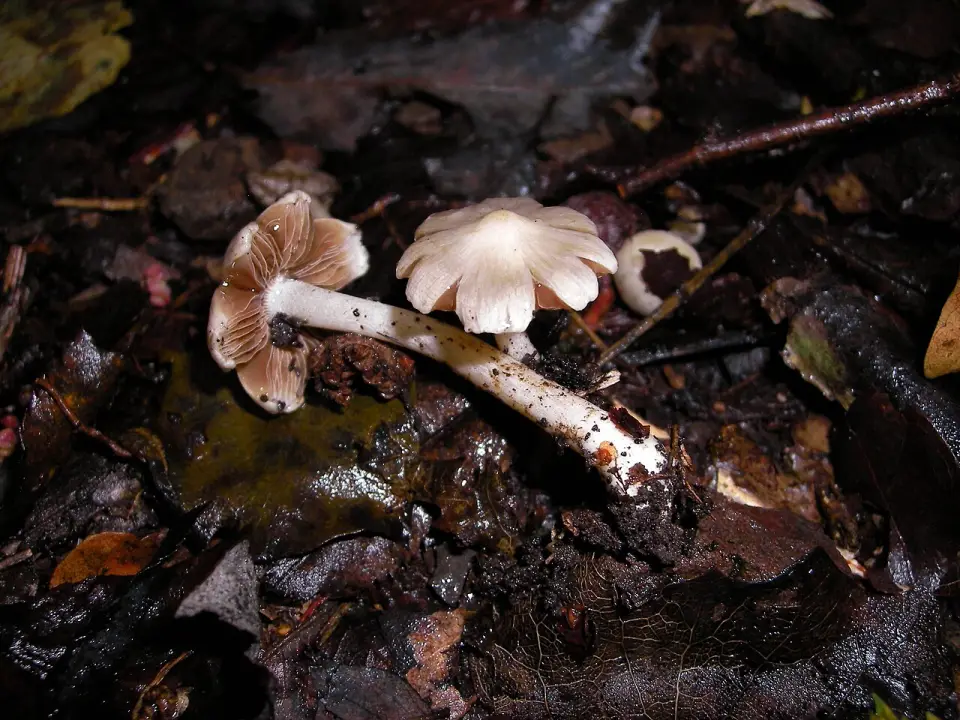 Inocibe de Patouillard