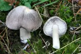 Tricholoma terreum