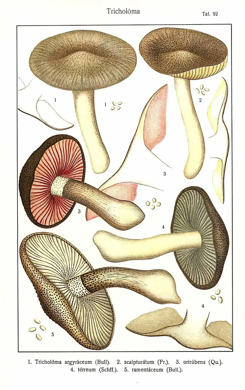 Fredolic