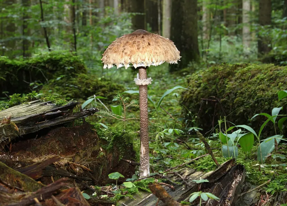 Parasol