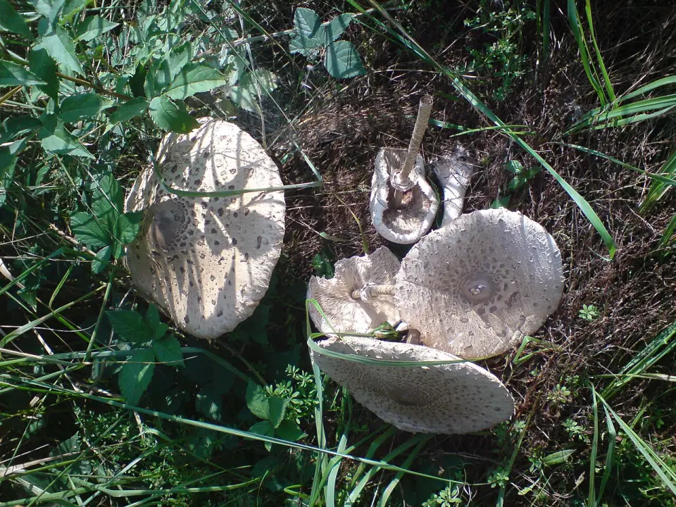Parasol