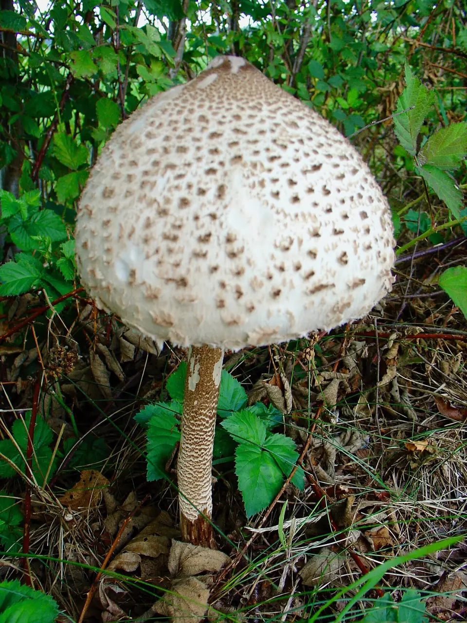 Parasol