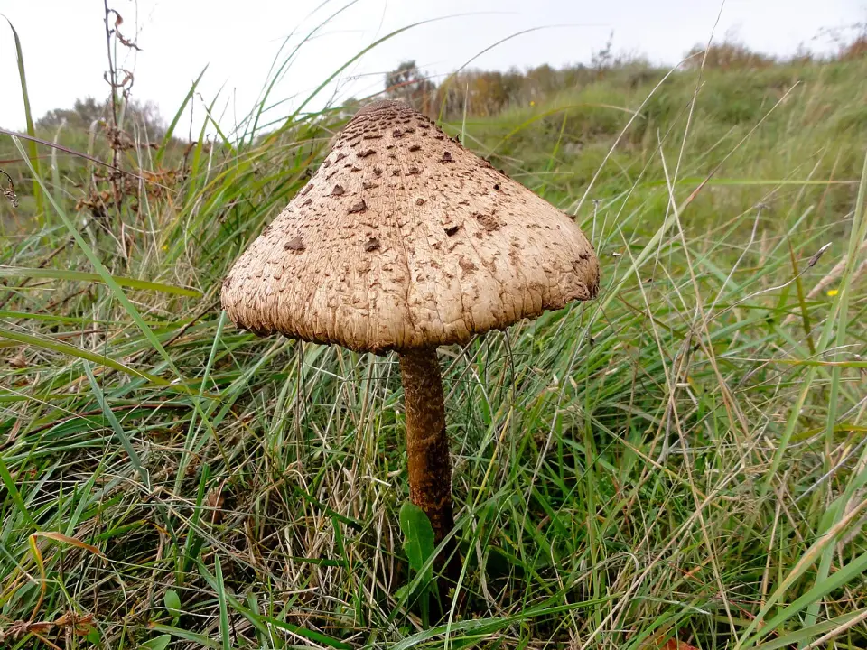 Parasol