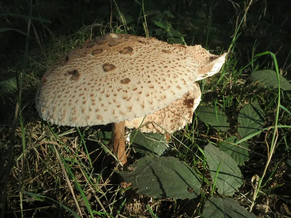 Parasol