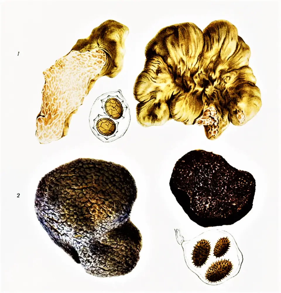 Trufa negra
