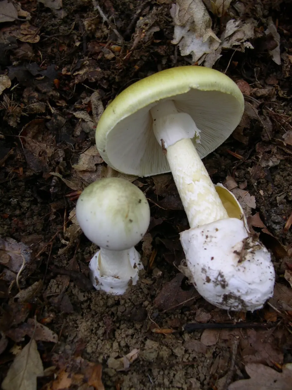 Farinera borda